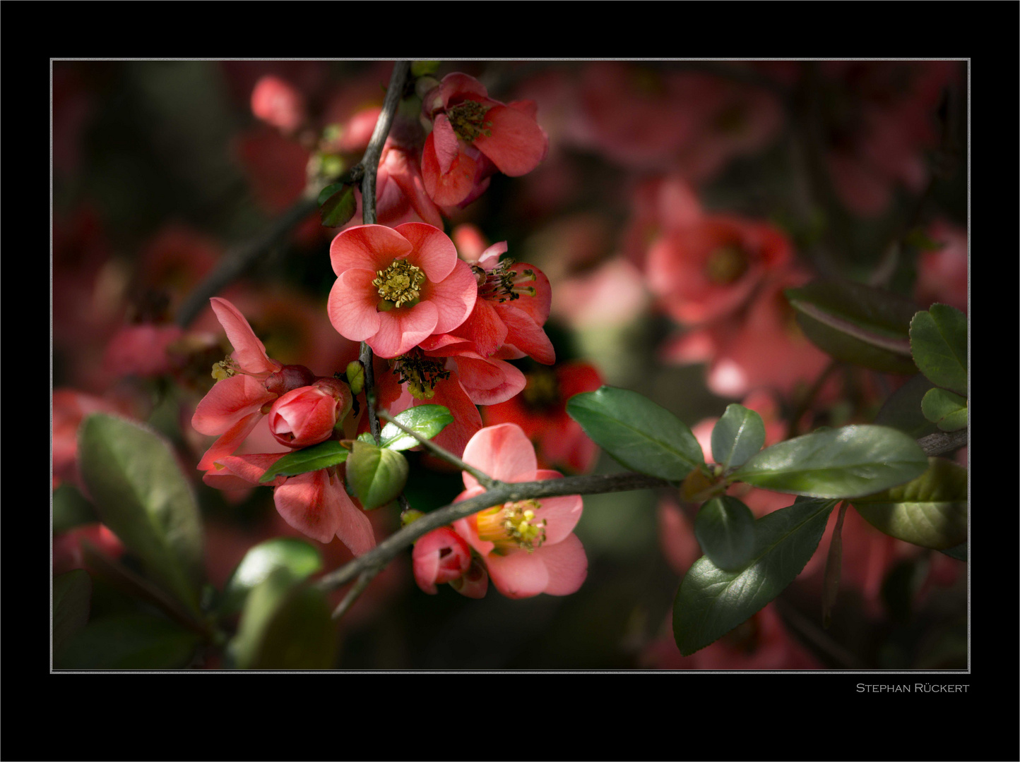 Zierstrauch Foto & Bild | pflanzen, pilze & flechten ...