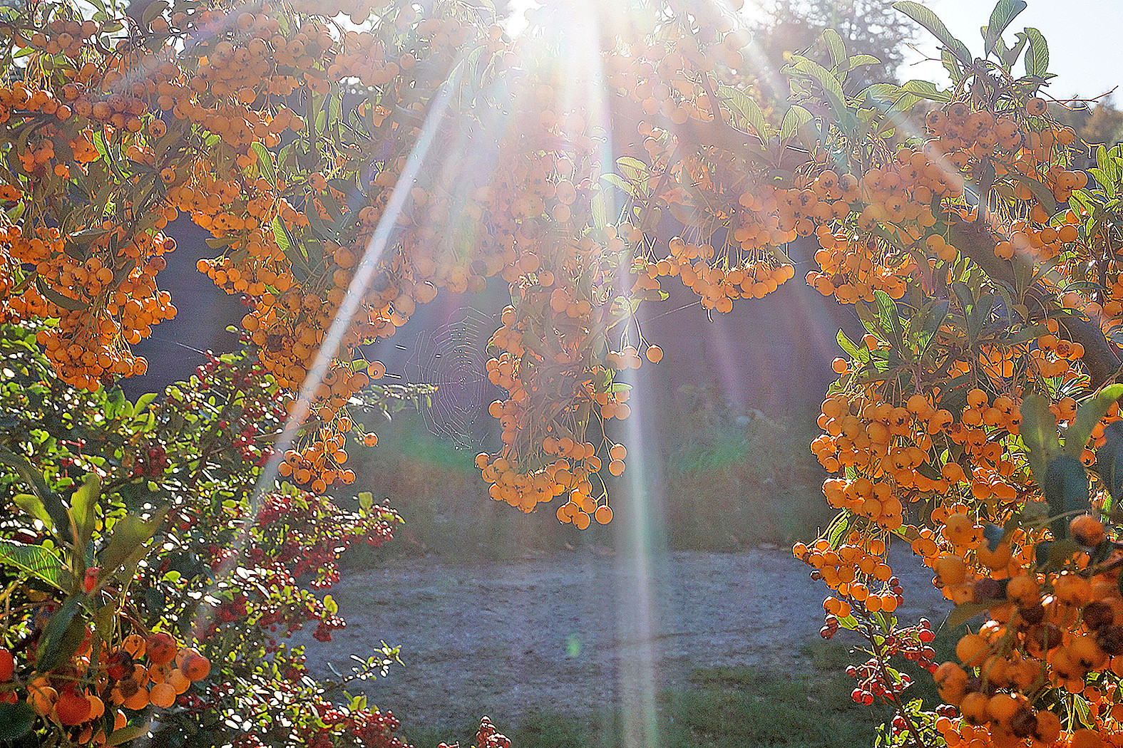 Zierstrauch unter herbstlichen Sonnenstrahlen