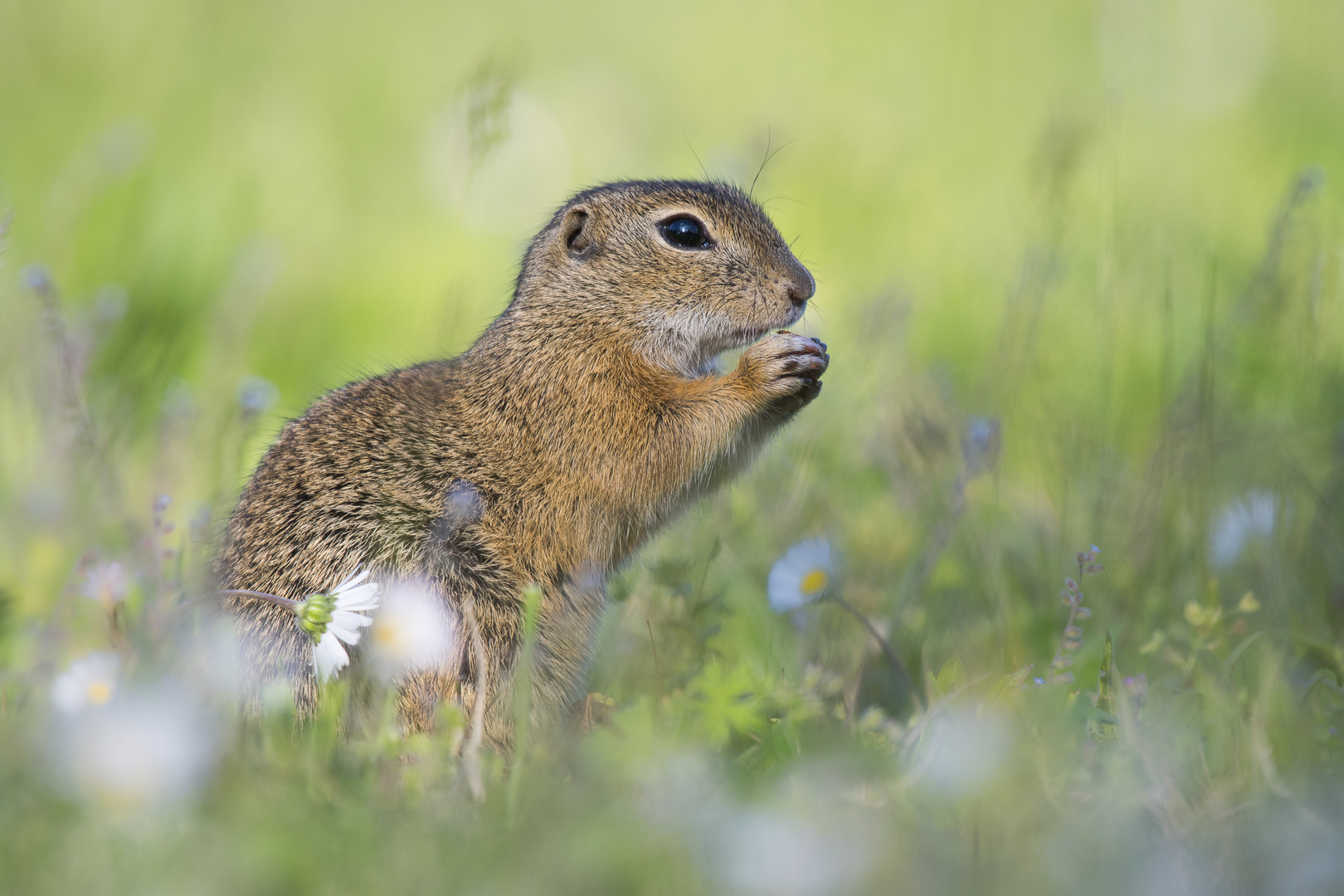 Ziesel