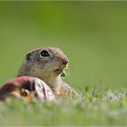 Ziesel an der Snackbar :-)