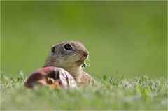 Ziesel an der Snackbar :-)