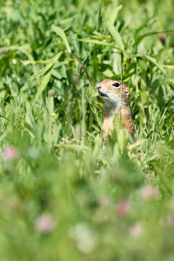 Ziesel auf der Wiese