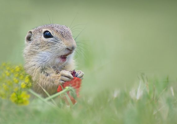 Ziesel beim Naschen erwischt;)