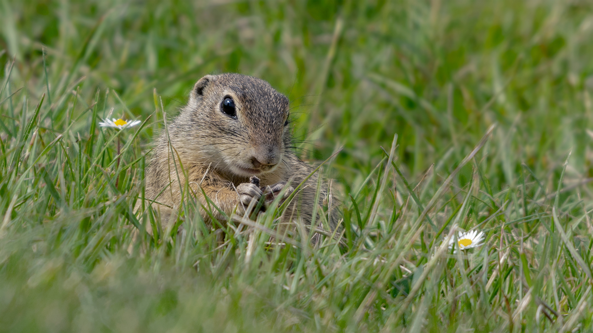Ziesel Foto & Bild natur, tiere, wildlife Bilder auf