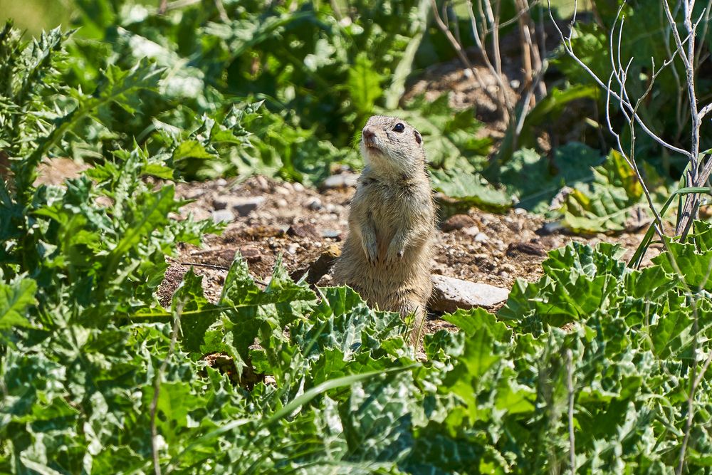 Ziesel Foto & Bild natur, tiere, wildlife Bilder auf