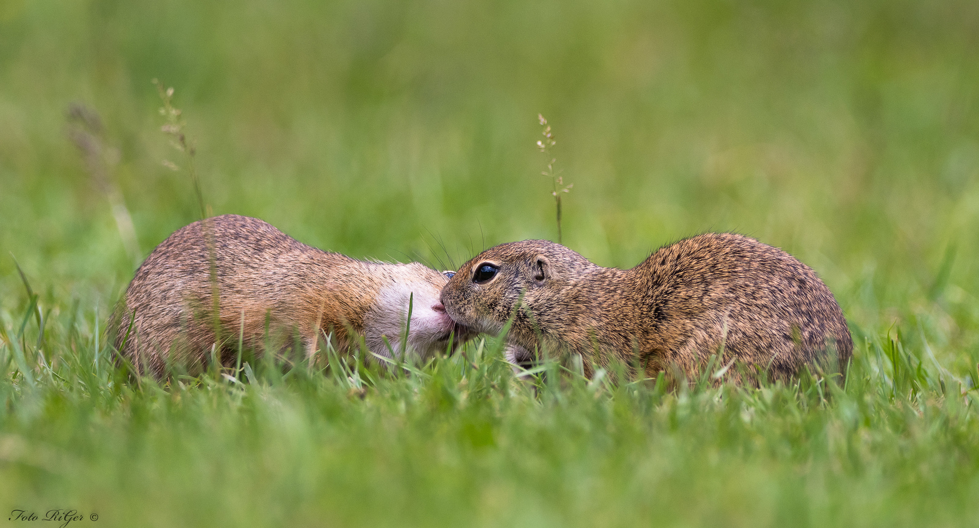 Ziesel Freundschaft...