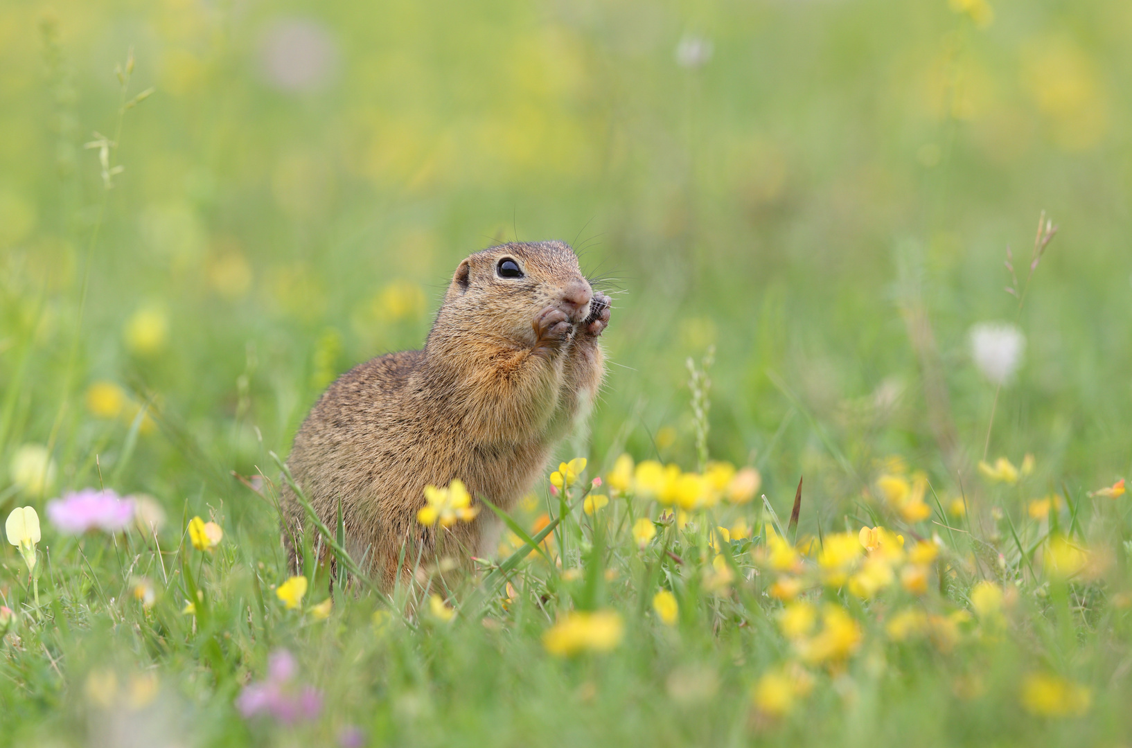 Ziesel in Blumenwiese