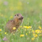 Ziesel in Blumenwiese