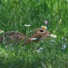 Ziesel in der Blumenwiese