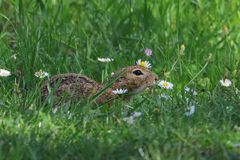 Ziesel in der Blumenwiese