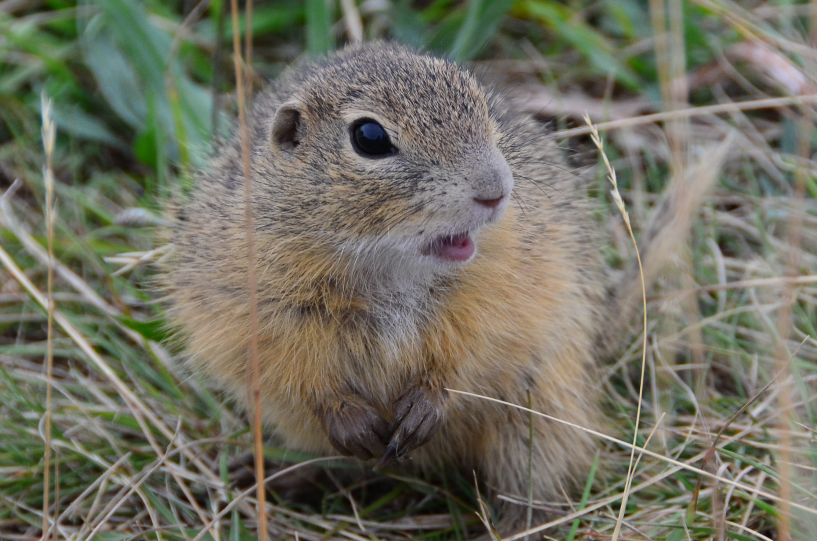 Ziesel in der Perchtoldsdorfer Heide bei Wien