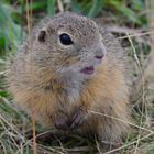 Ziesel in der Perchtoldsdorfer Heide bei Wien