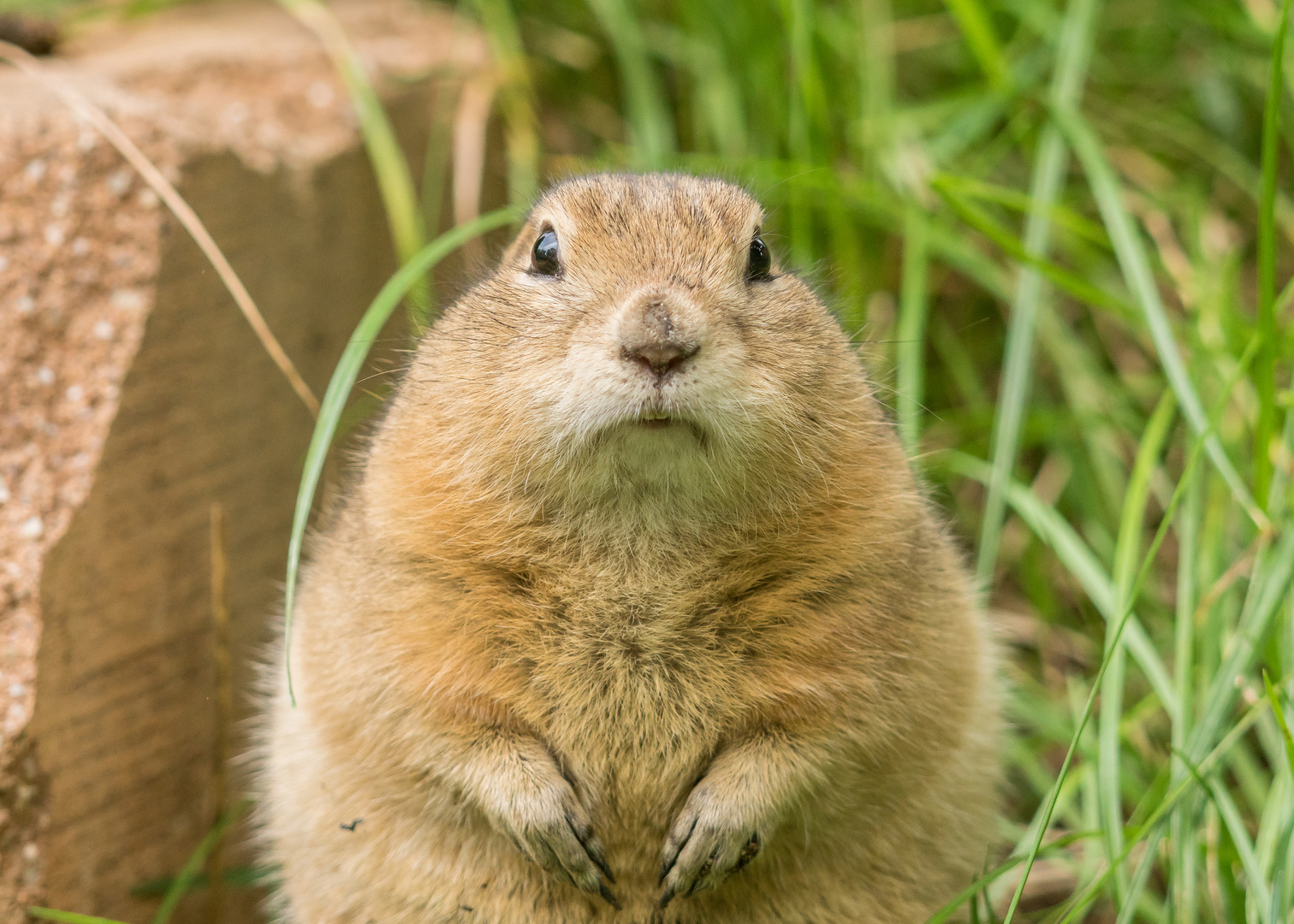 Ziesel Portrait