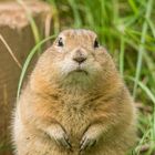 Ziesel Portrait