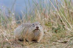  Ziesel  (Spermophilus) bei der Futtersuche