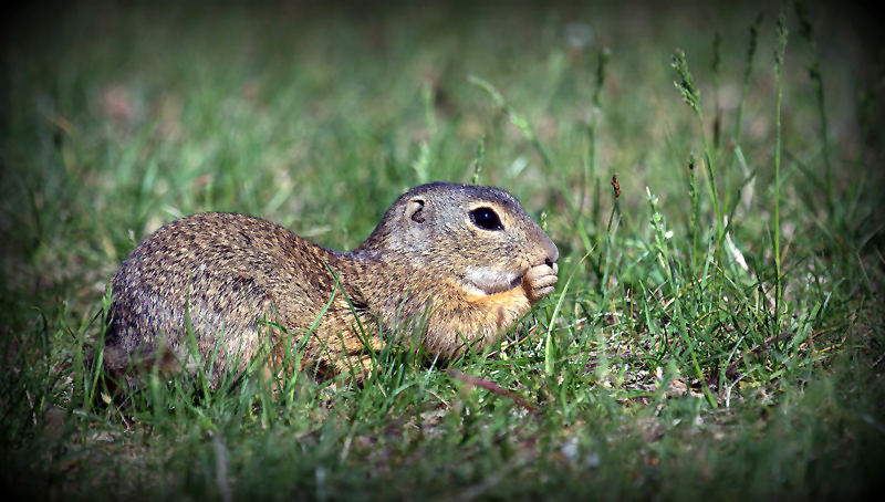 Ziesel (Spermophilus, Syn.: Citellus) 