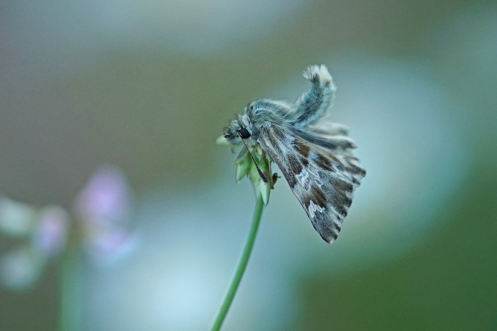 Ziest-Dickkopffalter (Carcharodus lavatherae)