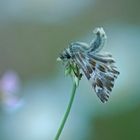 Ziest-Dickkopffalter (Carcharodus lavatherae)