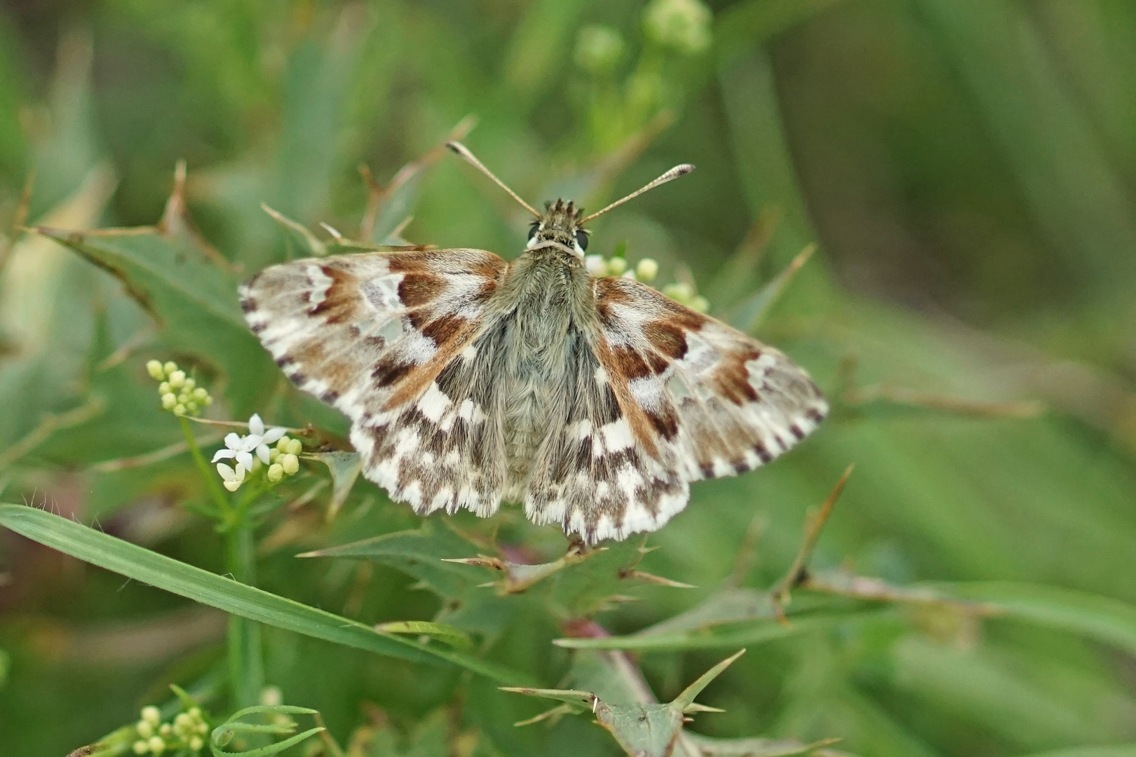 Ziest-Dickkopffalter (Carcharodus lavatherae)