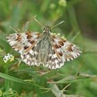 Ziest-Dickkopffalter (Carcharodus lavatherae)