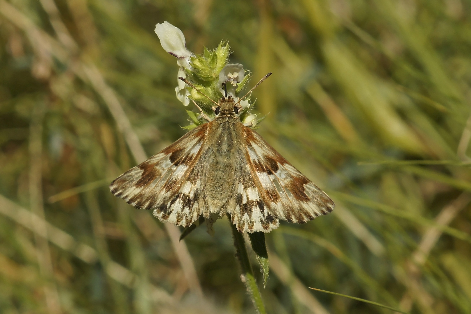 Ziest-Dickkopffalter (Carcharodus lavatherae)