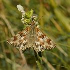 Ziest-Dickkopffalter (Carcharodus lavatherae)