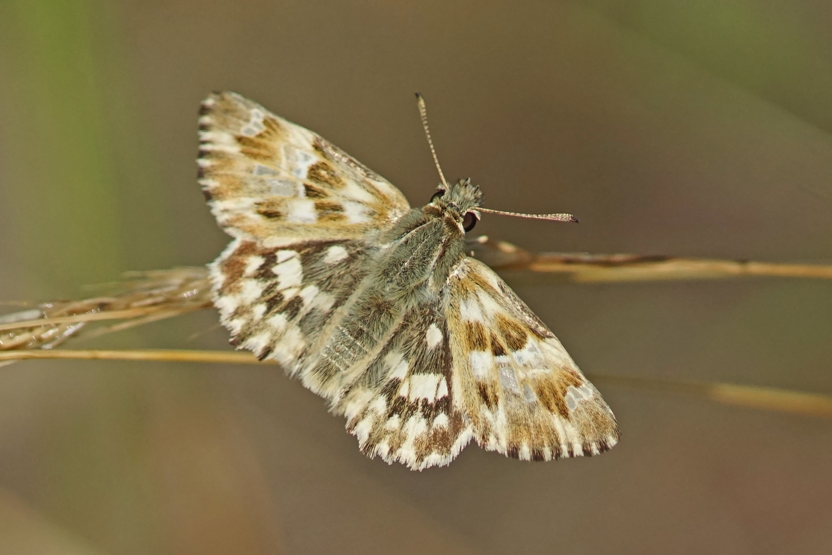 Ziest-Dickkopffalter (Carcharodus lavatherae), Männchen