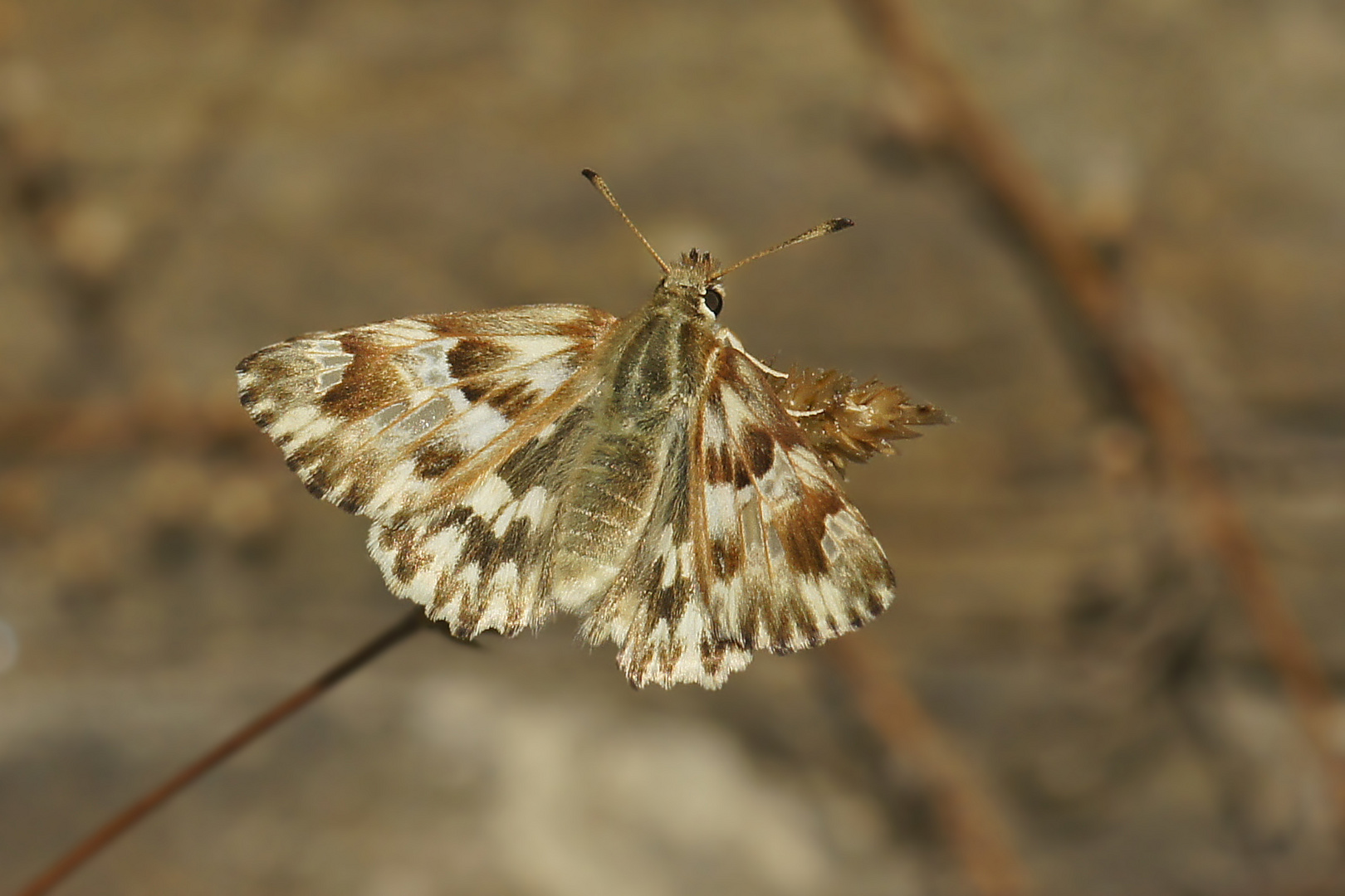 Ziest-Dickkopffalter (Carcharodus lavatherae), Weibchen