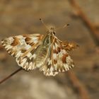 Ziest-Dickkopffalter (Carcharodus lavatherae), Weibchen