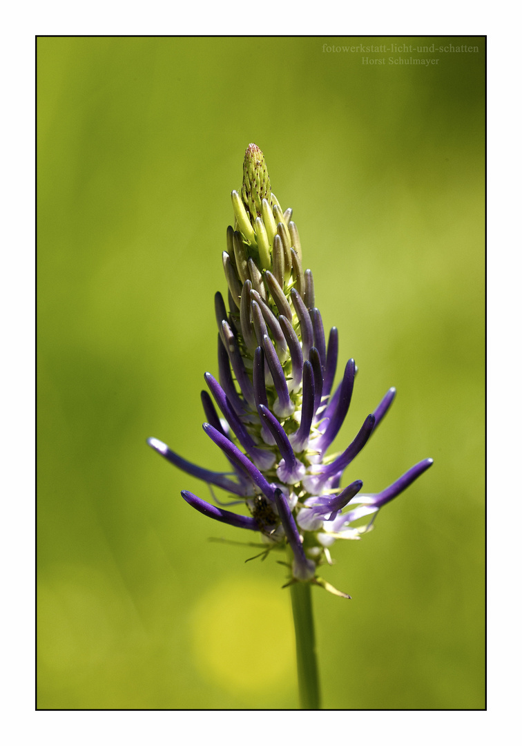 Ziestblättrige Teufelskralle - Phyteuma betonicifolium