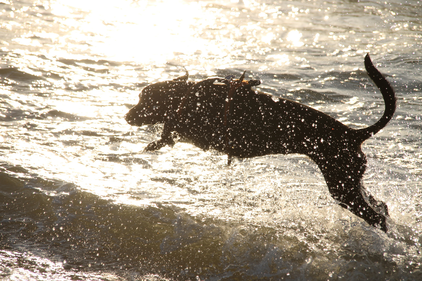 zieter beim sprung in der Nordsee