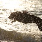 zieter beim sprung in der Nordsee