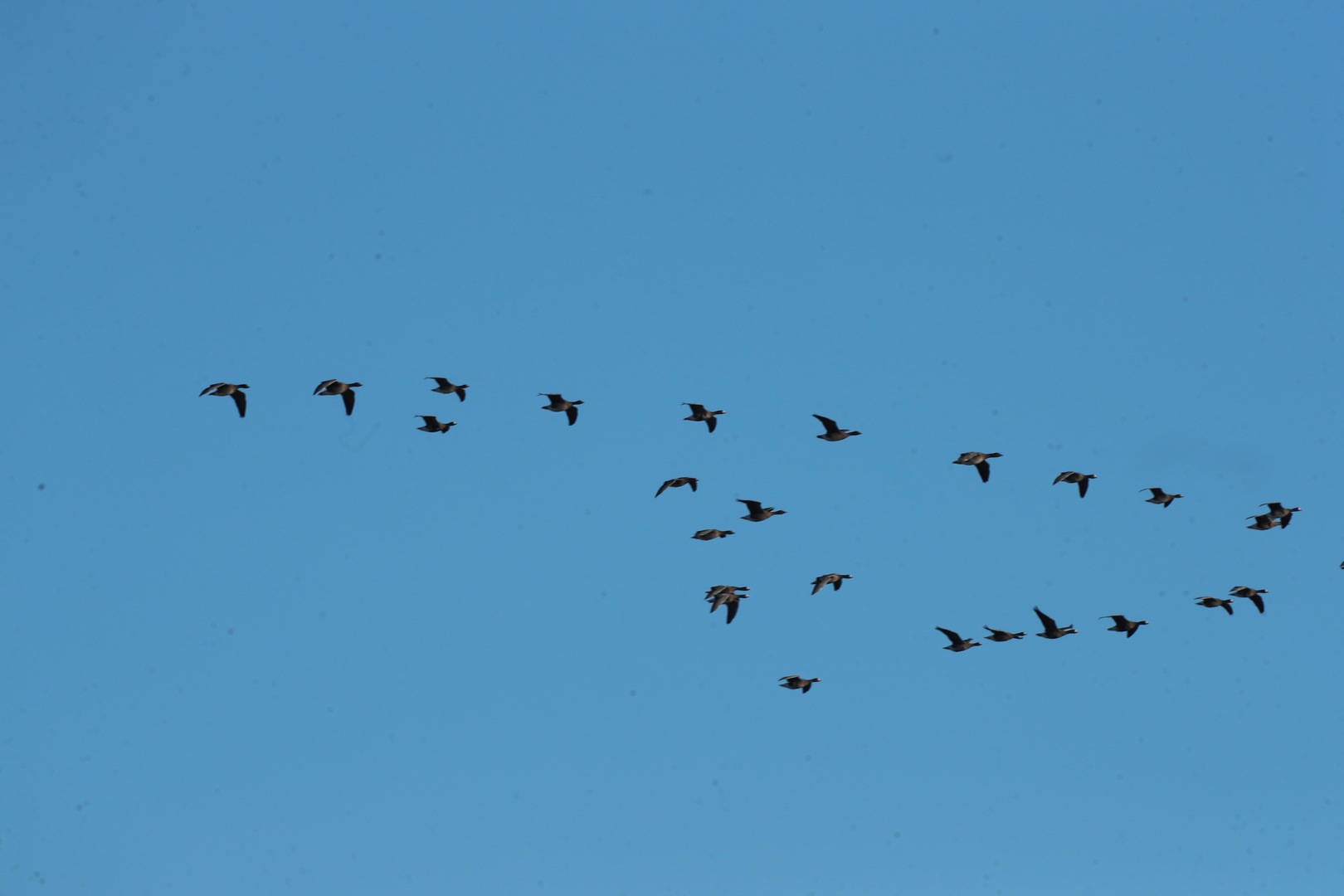 Zig Ketten Gänse im Flug