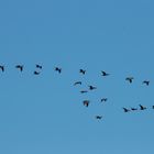 Zig Ketten Gänse im Flug