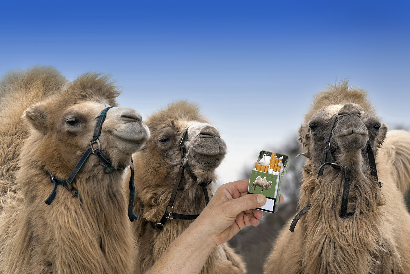 Zigarette für Camel - only