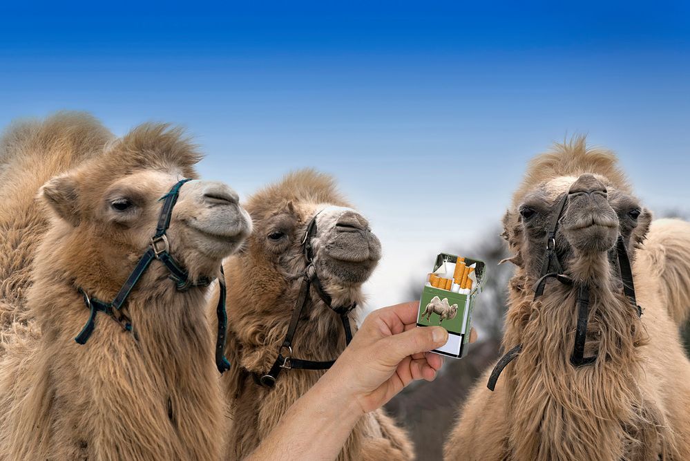 Zigarette für Camel - only Foto & Bild | africa, morocco, north africa
