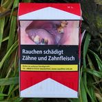 Zigarettenschachteln: Rauchen schädigt Zähne und Zahnfleisch 01