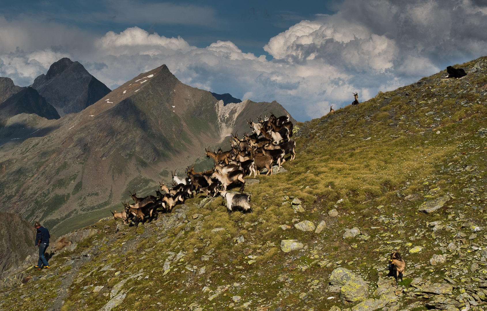 Zigen beim Timmelsjoch