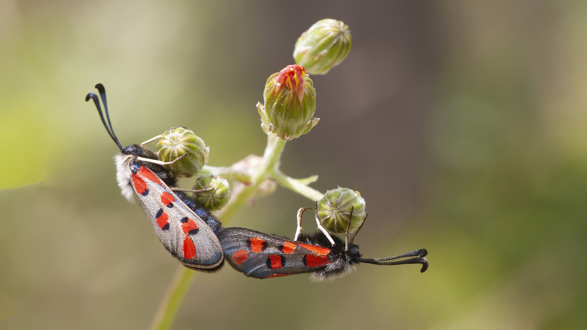 Zigène de l'Esparcette -Zygaena rhadamanthus-zigène cendrée