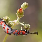 Zigène de l'Esparcette -Zygaena rhadamanthus-zigène cendrée