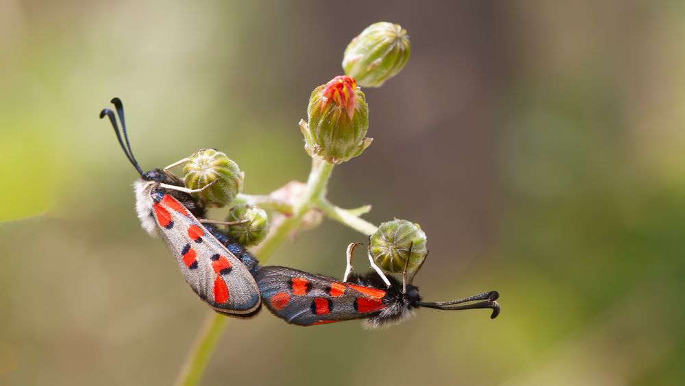 Zigène de l'Esparcette -Zygaena rhadamanthus-zigène cendrée