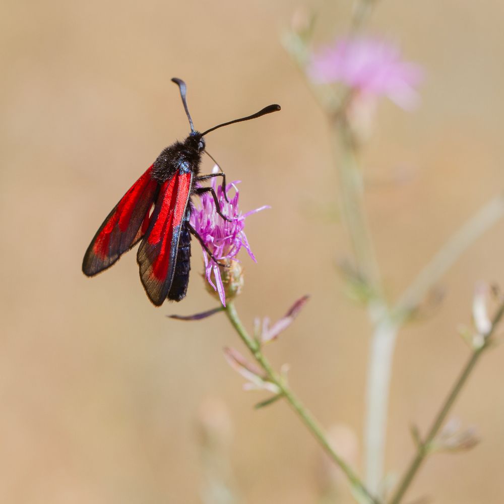 Zigène rubiconde, La Zygène des garrigues