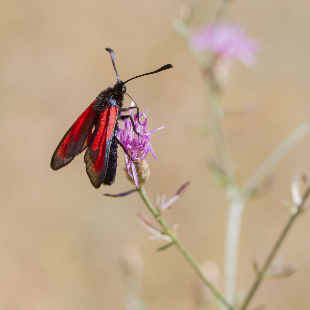 Zigène rubiconde, La Zygène des garrigues