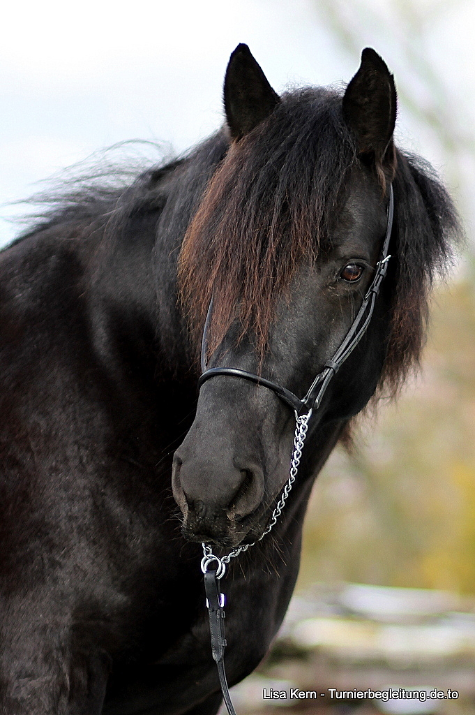 Zigeuner - Mérens Pony