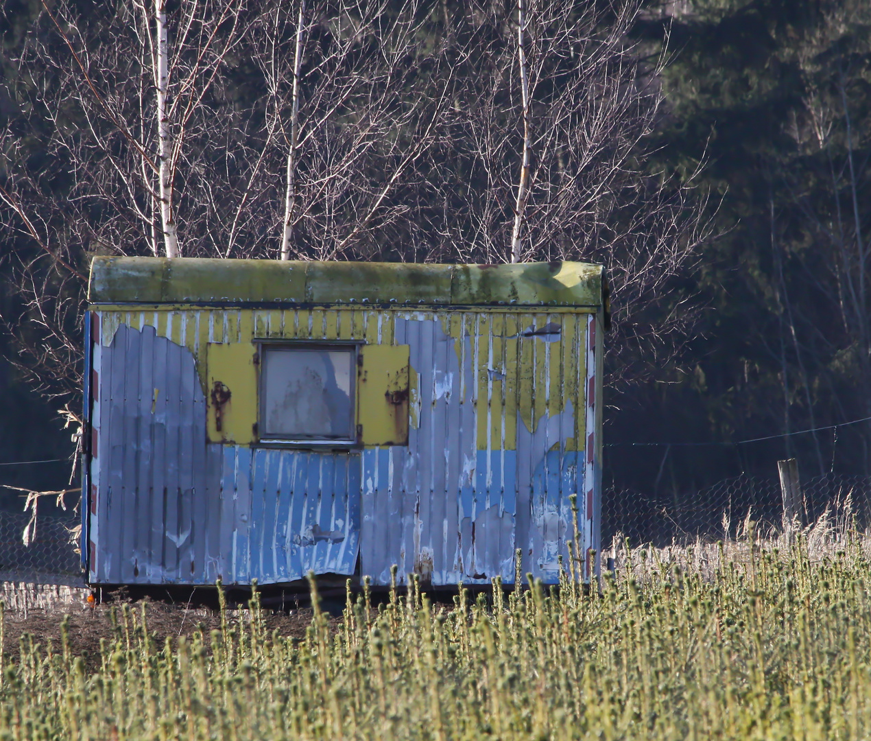 Zigeunerwagen, Zigeunerjunge