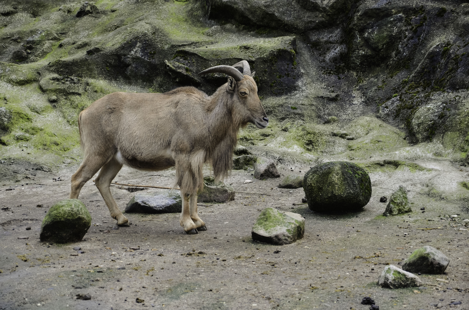 Ziglein im Hamburger Zoo