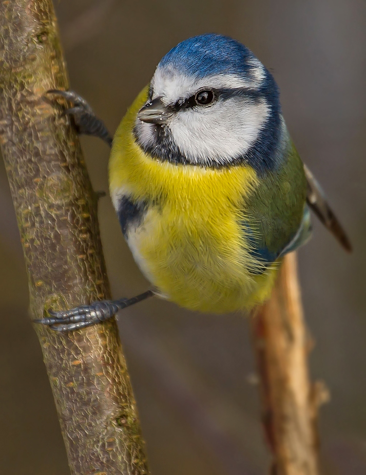 Zigmal schon Blaumeisen