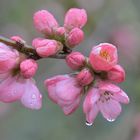 Ziierquitte im Regen....