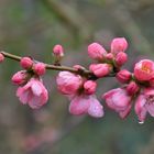 Ziierquitte nach dem Regen....