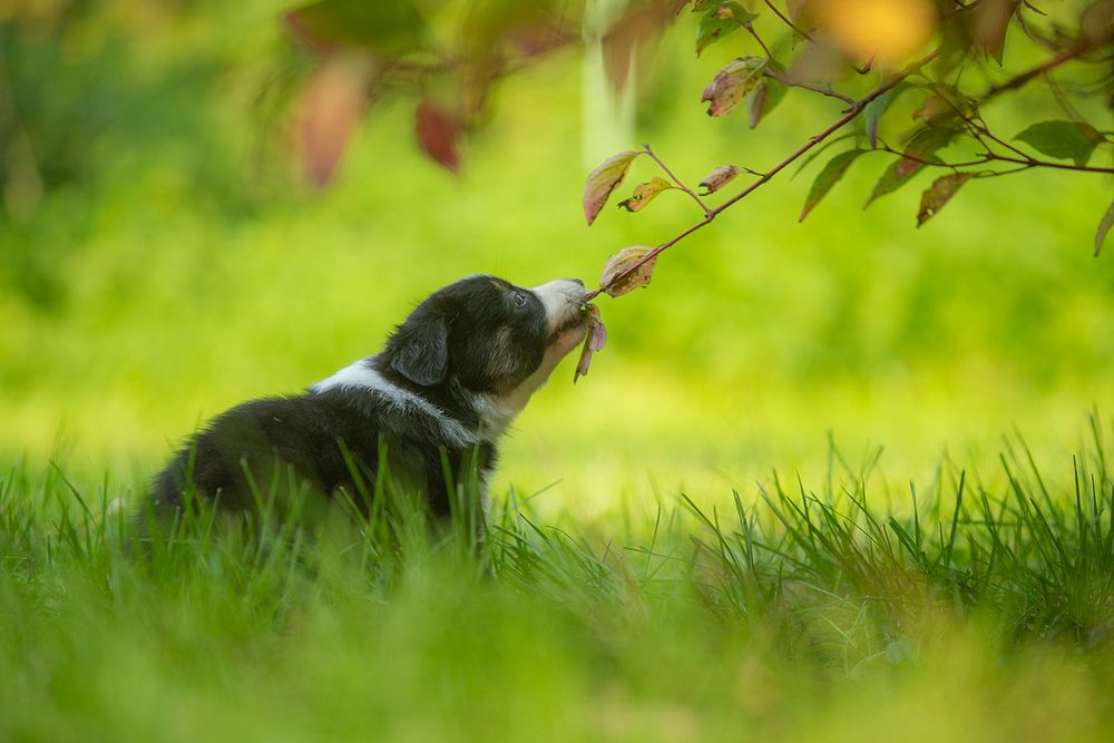 Flirten tiere